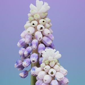 Meet your Posher, Griselle